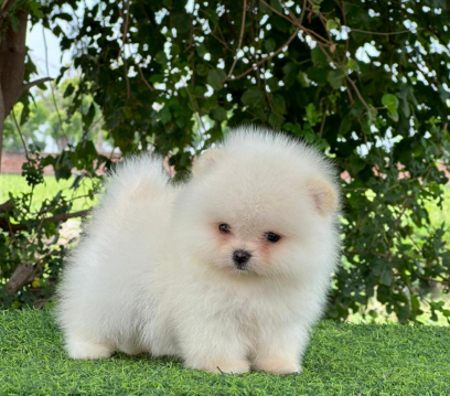 Purchase KCI Registered Toy Pomeranian Puppy from Kolkata